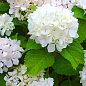 Гортензия крупнолистная "Soeur Therese" вазон Р9 купить