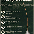 Черешня "Бичина" (літній сорт, середній термін дозрівання) купить