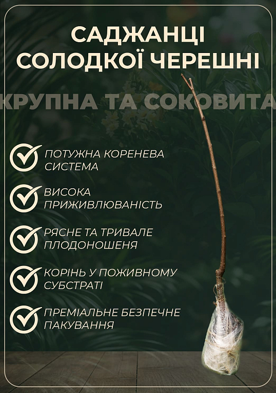 Черешня "Бичина" (літній сорт, середній термін дозрівання) - фото 2