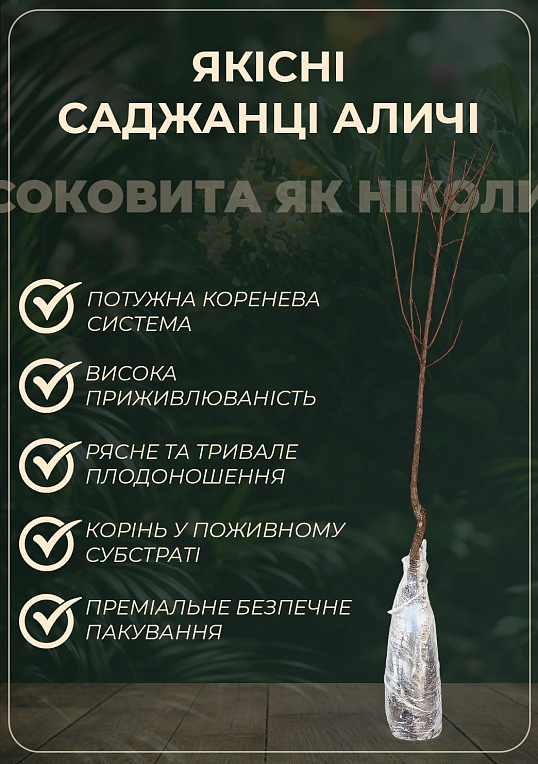Алыча "Румяная Зорька" (летний сорт, средний срок созревания)