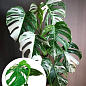 Монстера "Deliciosa variegatum Alba" 30-40см
