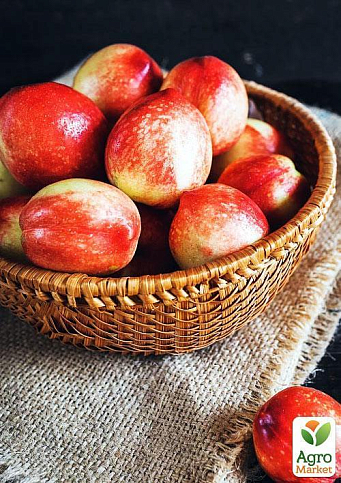 Эксклюзив! Нектарин колоновидный ярко-оранжевый с красным бочком "Принц Уильям" (Prince William) (премиальный среднеспелый сорт) - фото 5