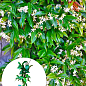 LMTD Трахелоспермум "Jasminoides" висота 50-70см