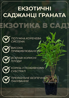 Гранат кімнатний-садовий рожевий "Гюлоша"8