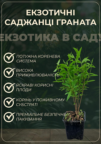 Гранат комнатно-садовый розовый "Гюлоша"  - фото 2