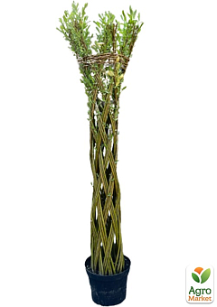 Ива плетеная "Американка гигантская" Salix americana (высота 1,1-1,5м) 25