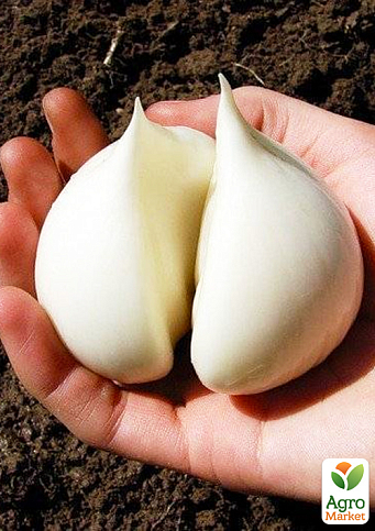 Гігантський часник «Рокамболь Іспанський» повітряні цибулинки (бульбочки) - фото 3