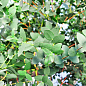 LMTD Евкаліпт вічнозелений "Parvula" (30-40см)  цена