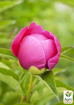 Пион травянистый "Tom Eckhart" 1шт в упаковке19
