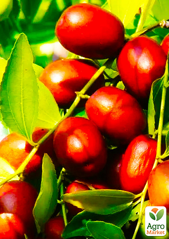 Зізіфус "Хурман" (ранній термін дозрівання, перехресне запилення, садити по 2 саджанці різного сорту)