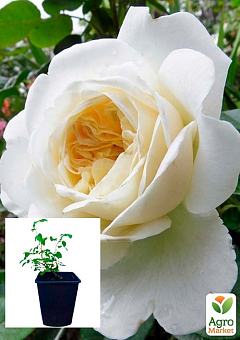 Троянда в контейнері шрабова «Транквілліті» (саджанець класу АА+)2