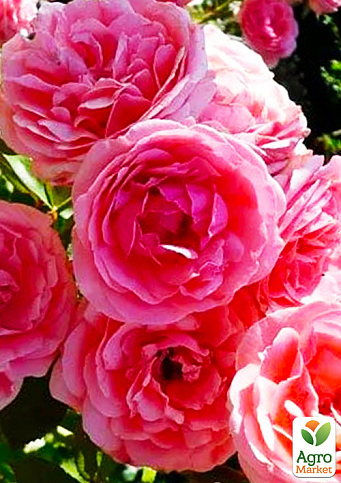 Троянда флорибунда "Кімоно" (саджанець класу АА+) вищий сорт  - фото 3