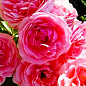 Роза флорибунда "Кимоно" (саженец класса АА+) высший сорт цена
