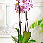 Орхідея (Phalaenopsis) "Magic Art"