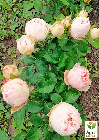 Роза кустовая "Менсфилд парк" (Mansfield Park) (саженец класса АА+) высший сорт - фото 5