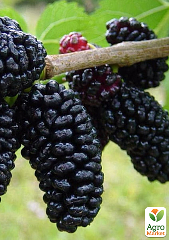 Шелковица привитая крупноплодная "Бессемянная черная" (летний сорт, средний срок созревания)