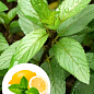 М'ята "Hilary's Sweet Lemon"