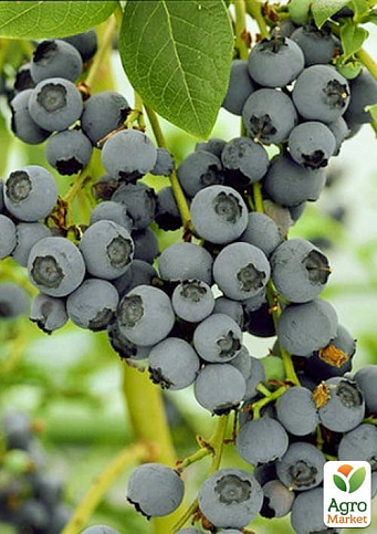 Голубика 3-х летняя "Блюджей" (Bluejey) С3 высота 60-80см - фото 8