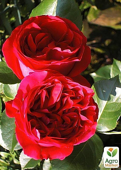 Роза парковая "Ред Эден Роуз" (саженец класса АА+) высший сорт2
