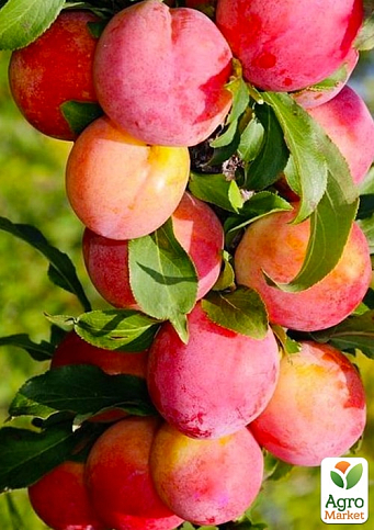 Слива колоновидна "Мірабелла" Ексклюзив