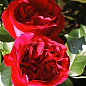 Роза паркова "Ред Еден Роуз" (саджанець класу АА +) вищий сорт