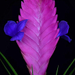 Тілландсія "Аніта" (Tillandsia Cyanea)