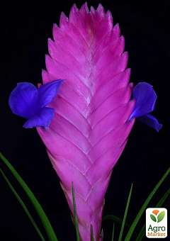 Тилландсия "Anita" (Tillandsia Cyanea)2