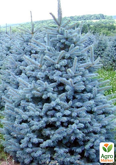 Ель голубая "Majestic Blue" вазон С1,5, высота 15-30см22