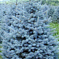 Ель голубая "Majestic Blue" вазон С1,5, высота 15-30см цена