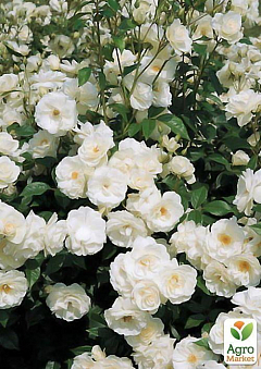 Роза флорибунда "Айсберг" (саженец класса АА+) высший сорт2