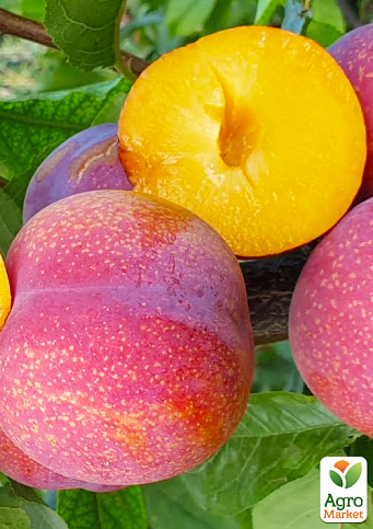 Слива диплоидная "Пинк Сатурн" (крупноплодный сорт, средний срок созревания)