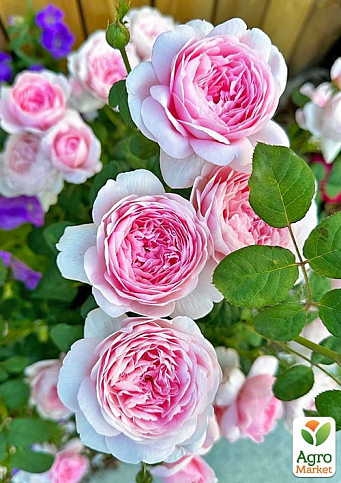Роза плетистая "Eden Rose" (саженец класса АА+) высший сорт - фото 4