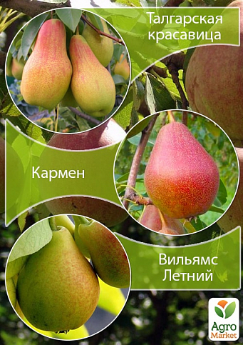 Дерево-сад Груша "Талгарська красуня + Кармен + Вільямс Літній"
