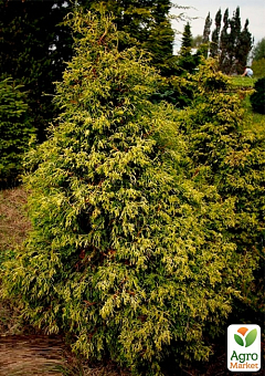 Кипарисовик туполистий "Tsatsumi Gold" С2, діаметр 15-20см2