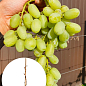 Виноград кишмиш "Ленд Крузер" (укорененный саженец в контейнере)