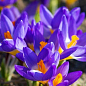 Крокус крупноцветковый "Tricolor" укорененный