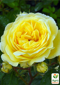 Троянда в контейнері чайно-гібридна "Yellow Meilove" (садник класу АА+)2