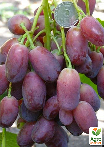 Виноград "Ягуар" (ранний срок созревания, гроздь крупная 1500г и более) - фото 3