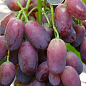 Виноград "Ягуар" (ранний срок созревания, гроздь крупная 1500г и более) цена