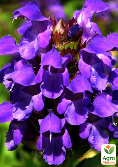 Прунелла великоквіткова "Pagoda Violet" (Чорноголівка морозостійка)3