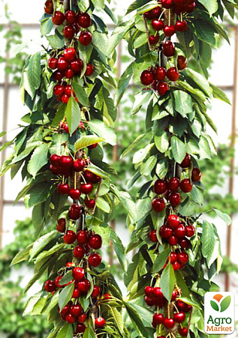 Вишня колоновидная "Королева" (крупноплодный сорт, средний срок созревания)