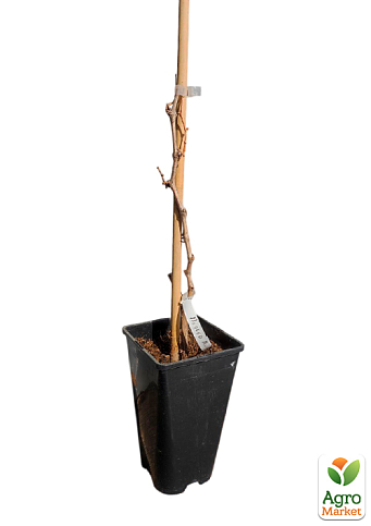 Виноград столовый "Алвика" (укорененный саженец в контейнере) - фото 5