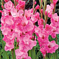 Гладіолус "Pink Event"