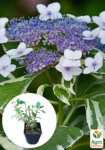 Гортензия крупнолистная 3-х летняя "Mariesii Variegata"