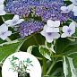 Гортензия крупнолистная 3-х летняя "Mariesii Variegata"