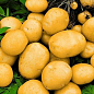 Семенной среднеспелый картофель "Лусинда" (на пюре, 1 репродукция) 3кг
