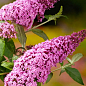 LMTD Буддлея Давида "Royal Pink" висота 35-50см цена