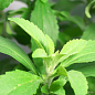Стевия "Sweet leaf" (сахарозаменитель, лекарственное растение),С2