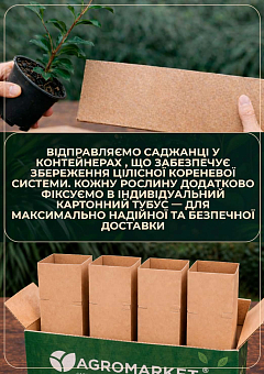 LMTD Камелия цветущая японская 2-х летняя "Donation" (высота 40-50см)22