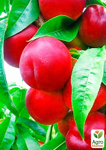 Нектарин "Ред Голд" (лисий персик, літній сорт, середній термін дозрівання) - фото 2